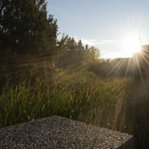 long grass with sun rays