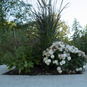 some white and beige flowers with some plants beside it.