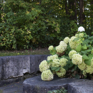 green plants that are on a big rock on the right. while there is a tree on the left