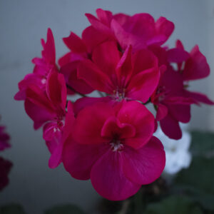 pink flowers that are small