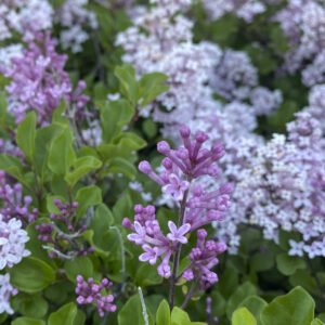 a purple flower that's in focus while the purple flowers in the back are blurred.