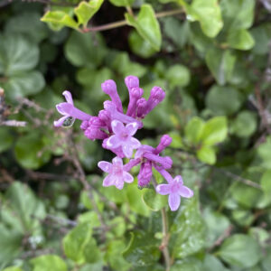 a purple flower surrounded by green plants