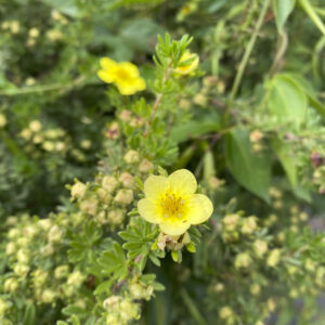 a yellow flower that is surrounded by green plants.